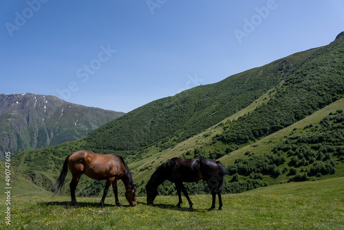 beautiful horses with shiny hair  both on the mountain and eating green grass  behind it is a beautiful Georgian mountain landscape with a blue sky