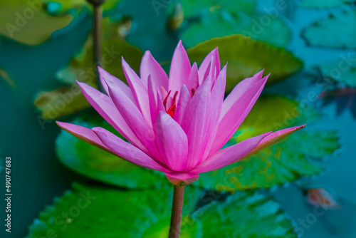 The pink lotus flower is blooming in the morning  close up and details