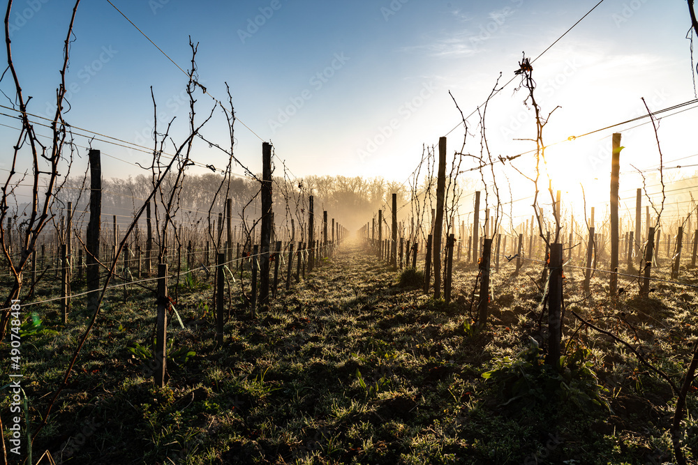 Belle rangé de vignes un peu brumeuse au levé du soleil Belle rangé de vignes un peu brumeuse au levé du soleil