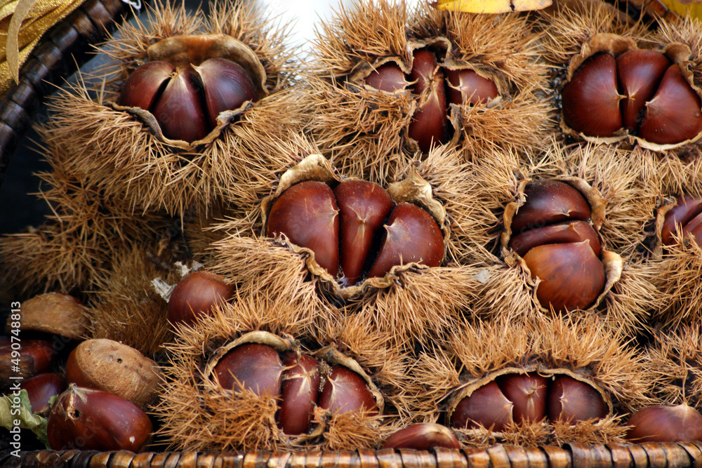 Ripe chestnut is open after breaking the shell. Ripe chestnut is open after breaking the shell.