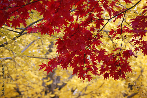 Red maple leaves stand out against the backdrop of yellow autumn leaves. © hyungmin