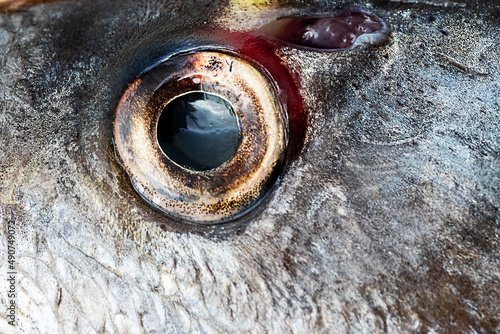 Abstract fisheye background, Gilt-head bream fresh raw fish dorada. Eye of a sea creature