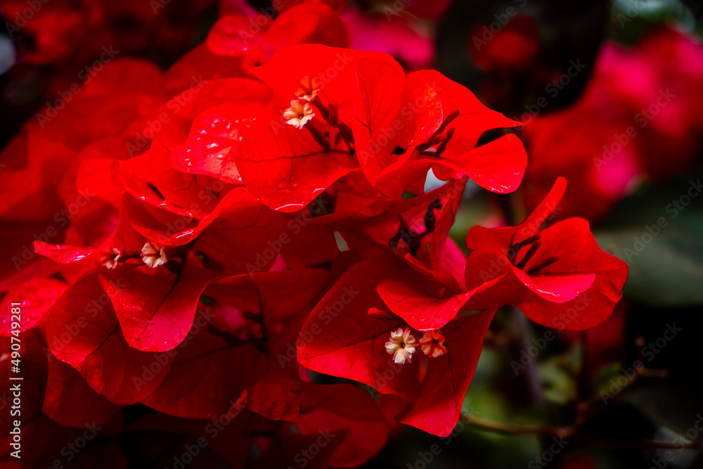 Blush Red Flowers That Bloom in The Garden Blush Red Flowers That Bloom in The Garden