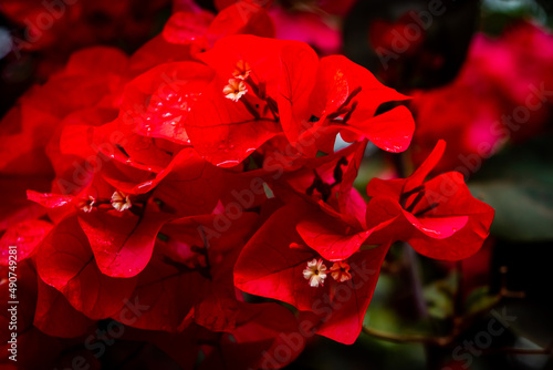 Blush Red Flowers That Bloom in The Garden