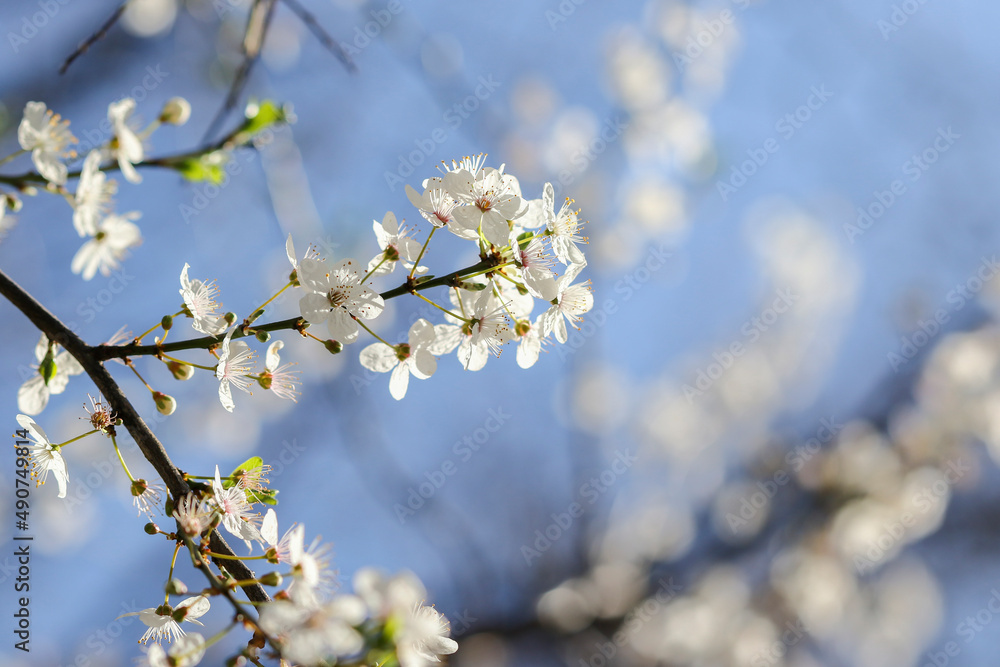 Fresh white apple blossom flowers on tree during Spring season with blurred blue sky background. Springtime in Dublin, Ireland Fresh white apple blossom flowers on tree during Spring season with blurred blue sky background. Springtime in Dublin, Ireland