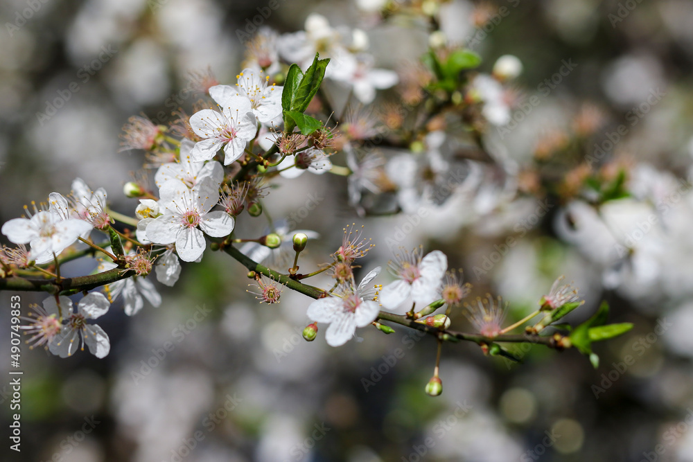 Closeup white apple cherry blossom flowers on branch of tree during Spring season, Blurred bokeh background. Springtime in Dublin, Ireland