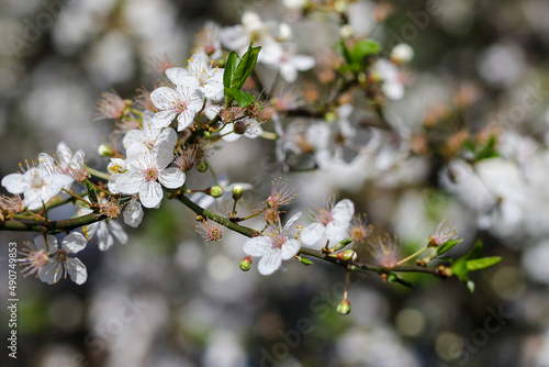 Closeup white apple cherry blossom flowers on branch of tree during Spring season, Blurred bokeh background. Springtime in Dublin, Ireland