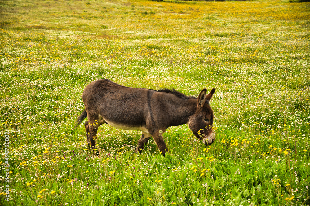 A closeup shot of a little donkey on the yellow flower's field in sardinia A closeup shot of a little donkey on the yellow flower's field in sardinia