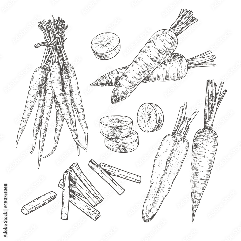 Hand drawn carrot. Set sketches with carrot bunch, whole and cut in