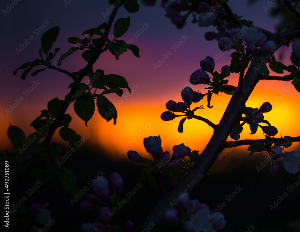 Beautiful colorful sunrise with a tree silhouette in the foreground. Seasonal spring scenery of Northern Europe.