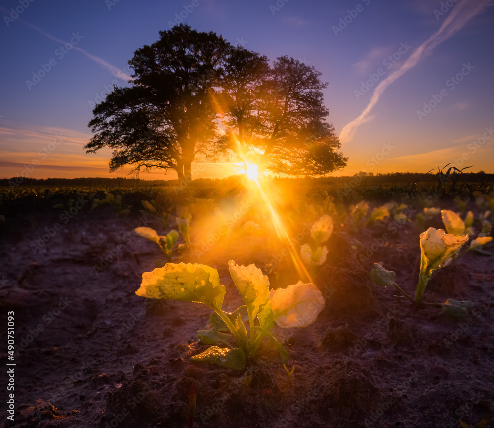 Fototapeta premium Beautiful colorful sunrise with a tree silhouette in the foreground. Seasonal spring scenery of Northern Europe.