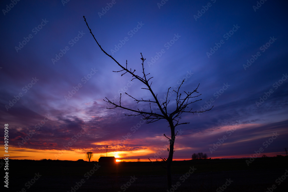 Beautiful colorful sunrise with a tree silhouette in the foreground. Seasonal spring scenery of Northern Europe.