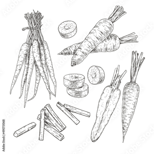 Hand drawn carrot. Set sketches with carrot bunch, whole and cut in half, cut into slices and strips. Vector illustration isolated on white background.