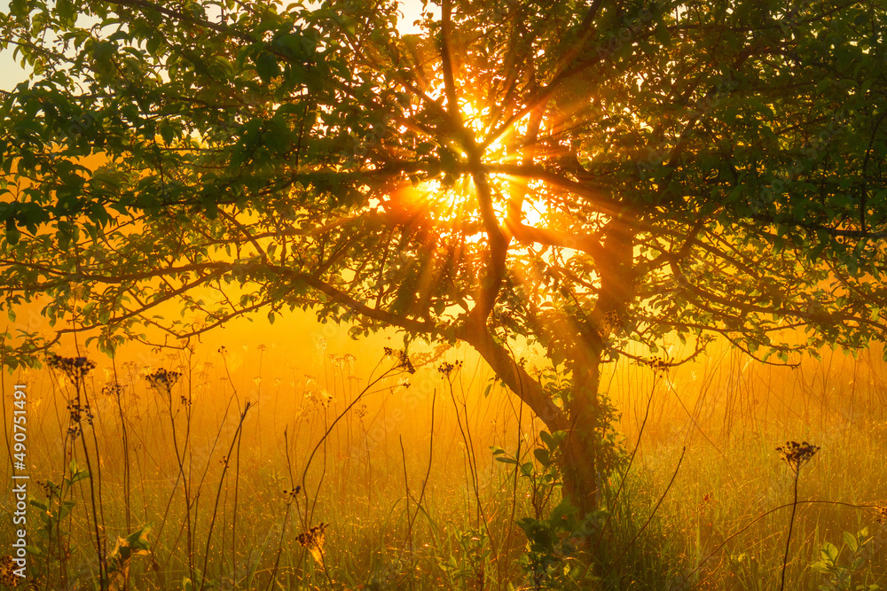 Beautiful spring sunreise landscape with trees. Seasonal scenery of Northern Europe. Beautiful spring sunreise landscape with trees. Seasonal scenery of Northern Europe.