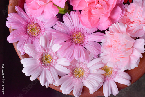 pink chrysanthemum flowers