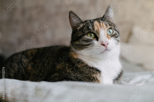 A tricolor cat with green eyes lies on the bed and looks up intently.