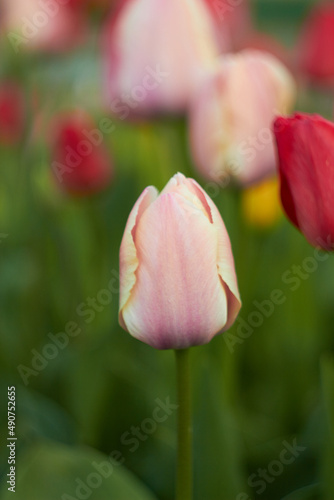 Beautiful colorful tulips at the tulip festival. Beauty of nature. Spring, youth, growth concept.	
