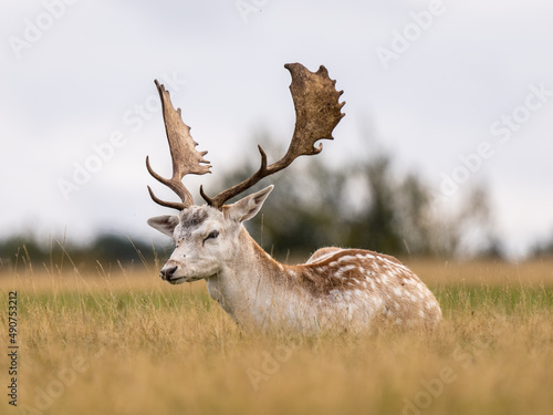 Fallow Deer Buck Laying Down on Grass
