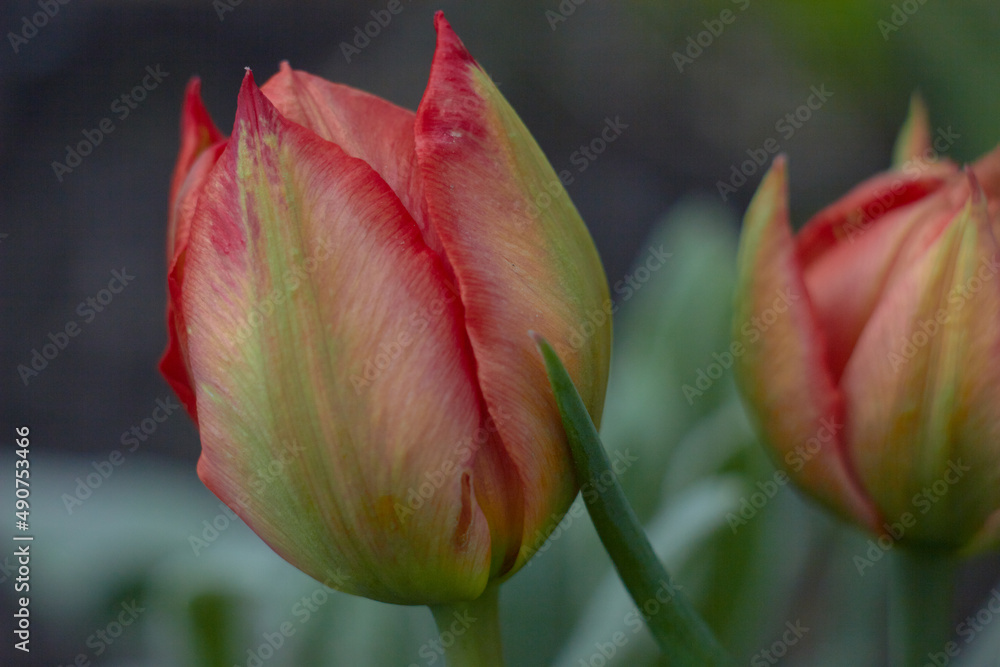 Beautiful colorful tulip at the Tulip Festival. Beauty of nature. Spring, youth, growth concept.