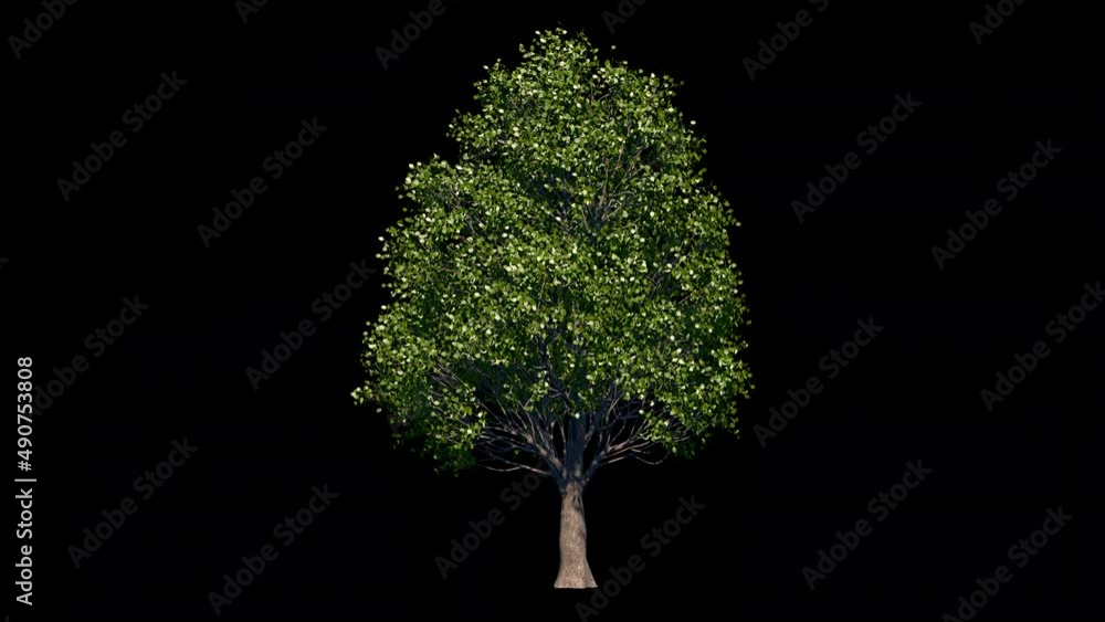 eucalyptus tree animated