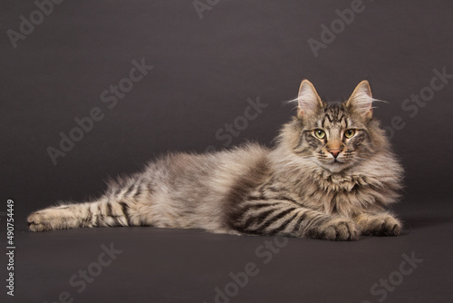 Norwegian forest cat laying on a dark background