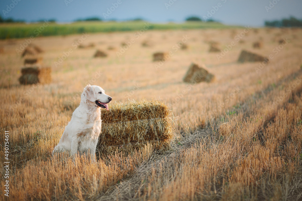 Fototapeta premium Golden retriever sitting in a field of wheat at sunset