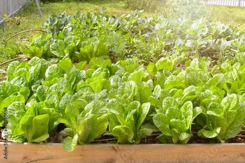 A lettuce bed with a self prepared bucket designed to be a worm compost. High quality photo