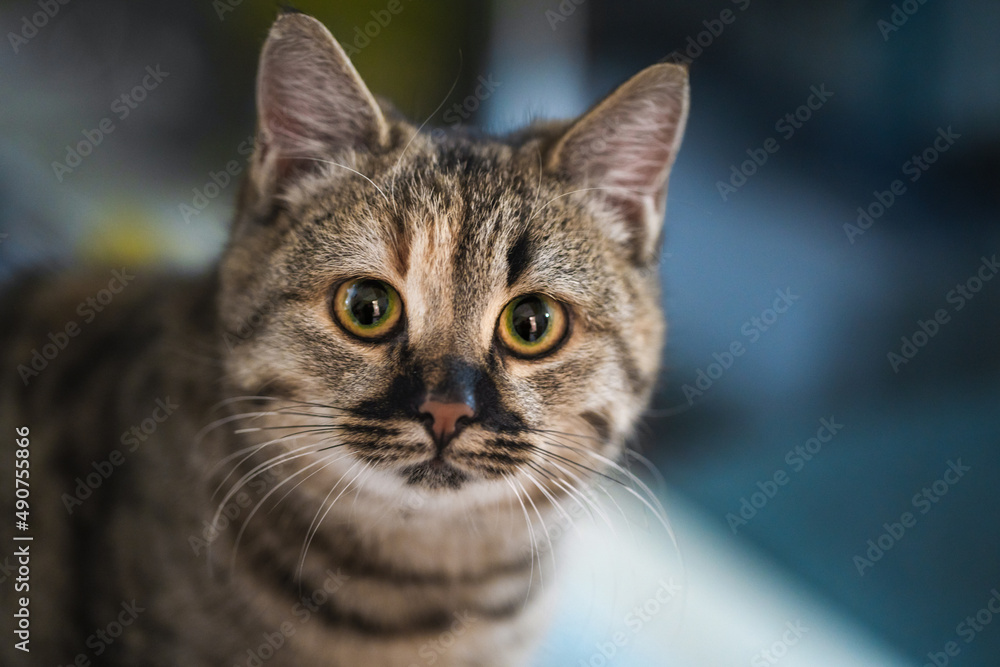 Expressive emotional muzzle of a young cat
