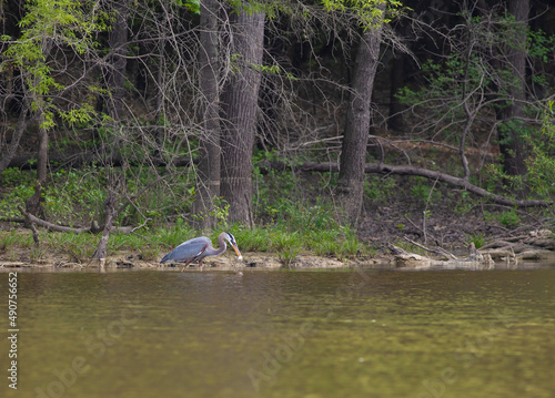 Heron catching a fish at Jordan Lake photo