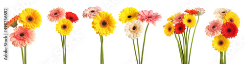 Fotografía Set with beautiful gerbera flowers on white background