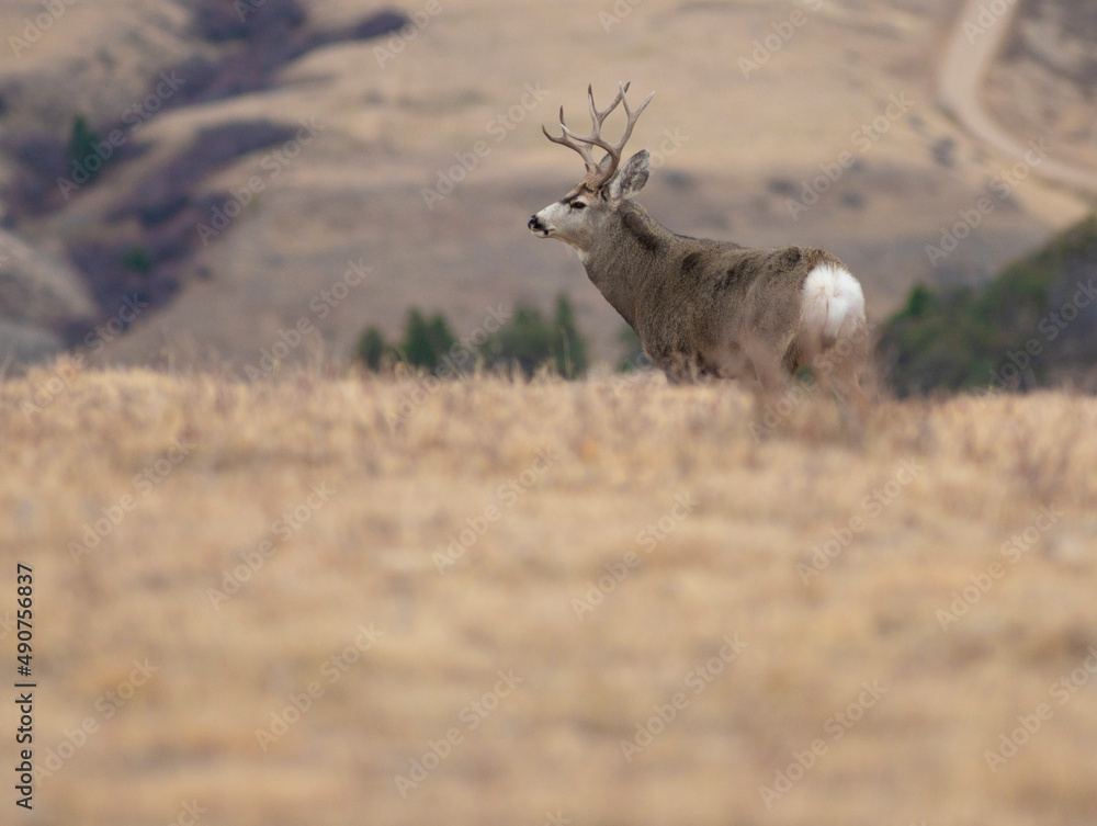 Obraz premium Big Montana mule deer with copy space