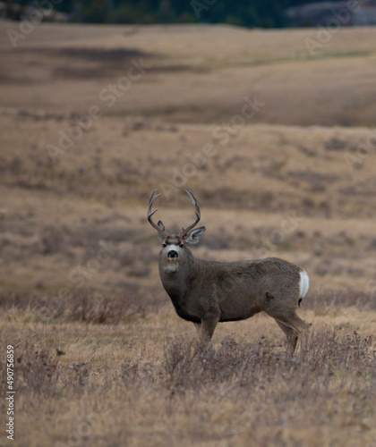 Montana  mule deer with neck swollen