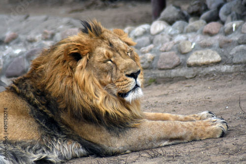 portrait of a lion