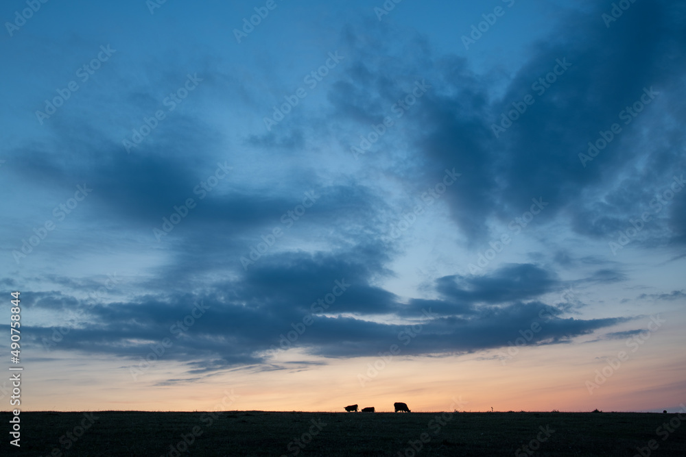 Cows silhouetted on a hilltop at dusk in Cornwall