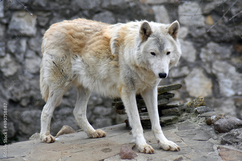 gray wolf canis lupus gray wolf canis lupus