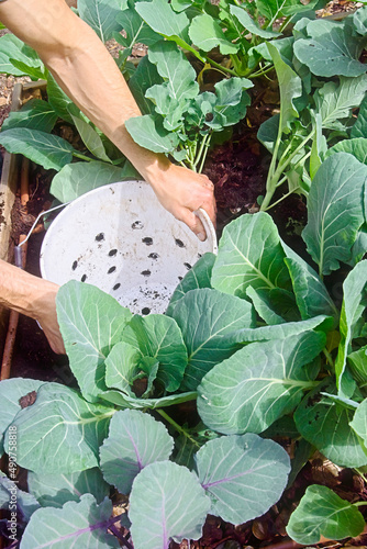 kohlrabi nature green garden urban gardening. A kohlrabi bed with a self prepared bucket designed to be compost worms. High quality photo