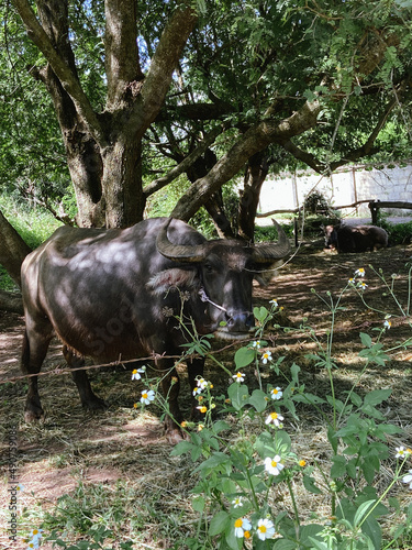 Buffaloes in countryside of Thailand