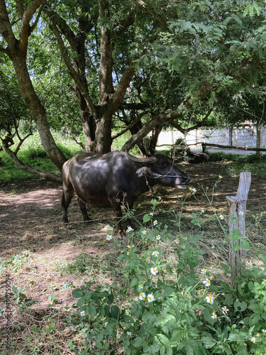 Buffaloes in countryside of Thailand