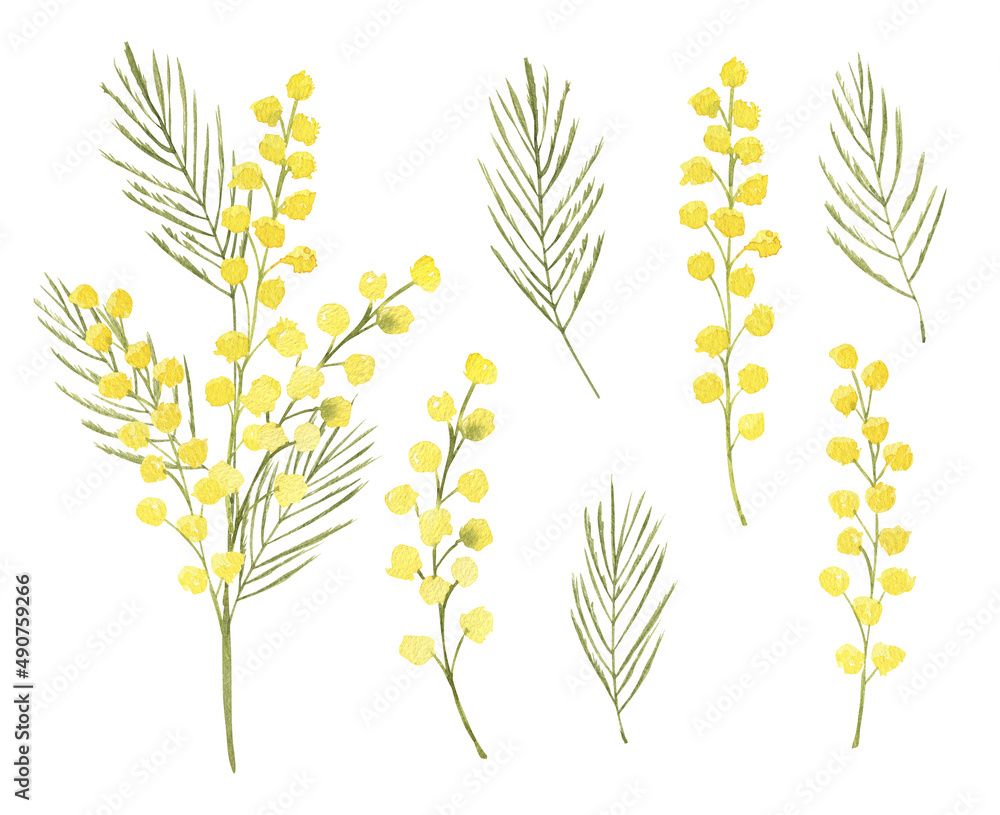 Watercolor illustration yellow mimosa branch. Set of isolated objects ...