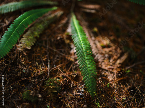 Sunlight shining on fern leaf in PNW forest © Dave