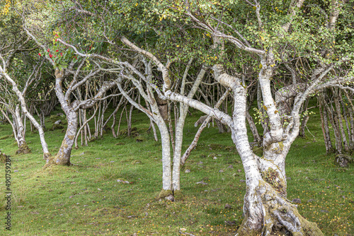 A small woodland of stunted, gnarled silver birch trees beside Loch Eishort at Tokavaig on the Sleat Penisula in the south of the Isle of Skye, Highland, Scotland UK. photo