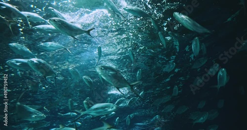 Herd Silver Fish - Pompano Derbio Fish