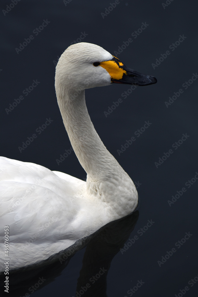 Fototapeta premium swan on the water