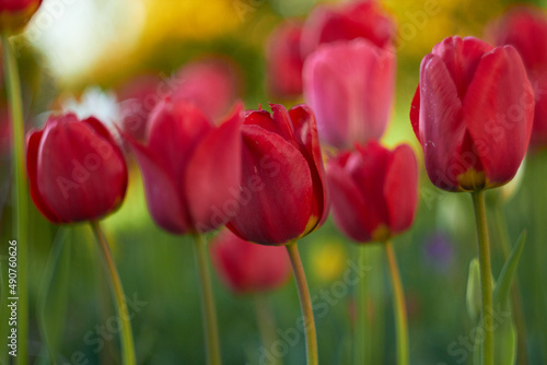 Beautiful red tulips at the Tulip Festival. Beauty of nature. Spring  youth  growth concept.
