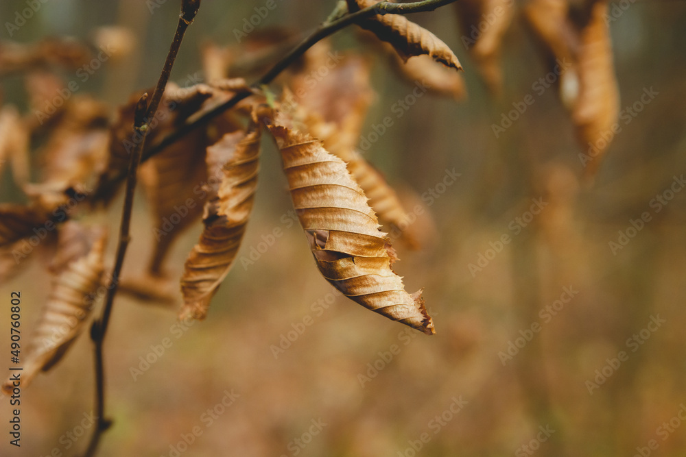 Dry autumn leaves on a tree branch