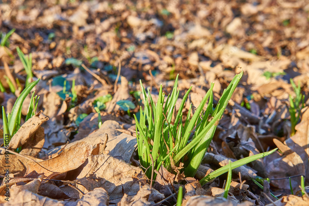 Spring sprout in Kaliningrad.