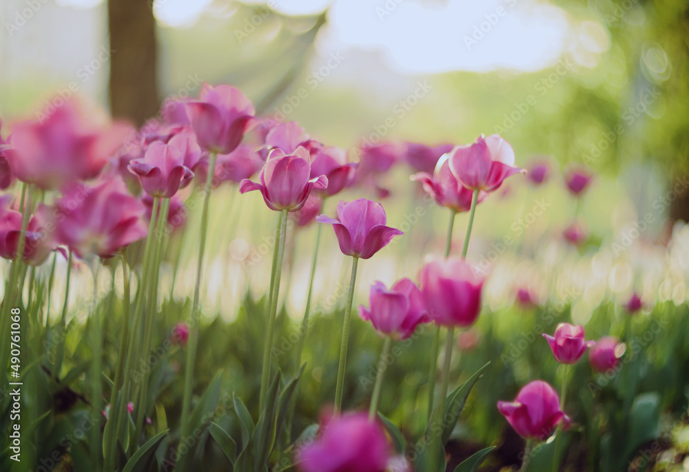 Tulips in blossom in a garden in a sunny spring day Tulips in blossom in a garden in a sunny spring day