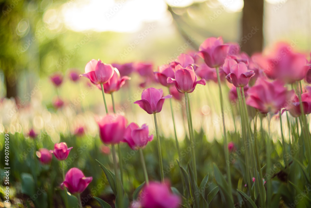Tulips in blossom in a garden in a sunny spring day Tulips in blossom in a garden in a sunny spring day