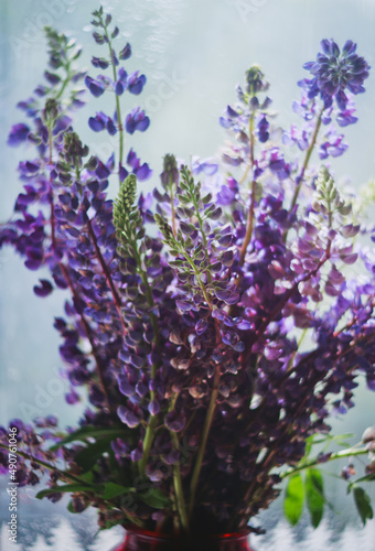 Fototapeta Naklejka Na Ścianę i Meble -  Bouquet of purple lupine flowers with blurred background