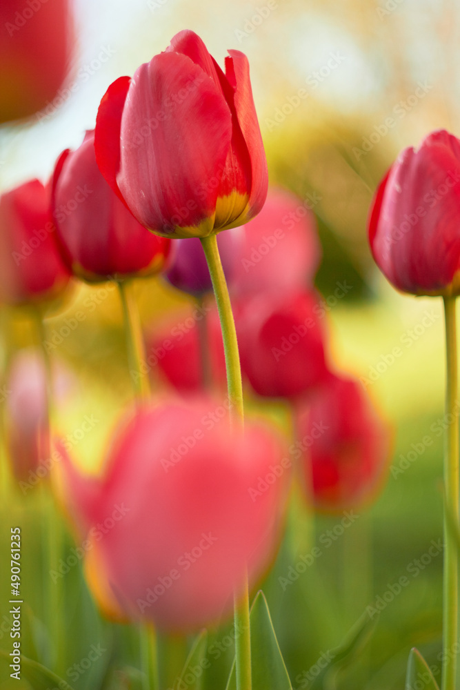 Beautiful red tulips at the Tulip Festival. Beauty of nature. Spring, youth, growth concept.